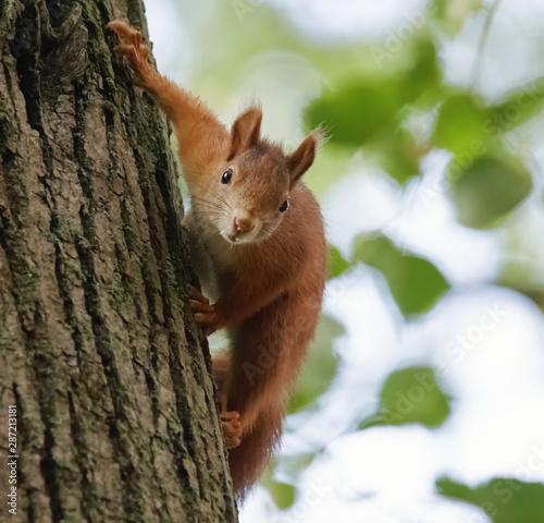 Neugieriges Eichhörnchen am Baumstamm