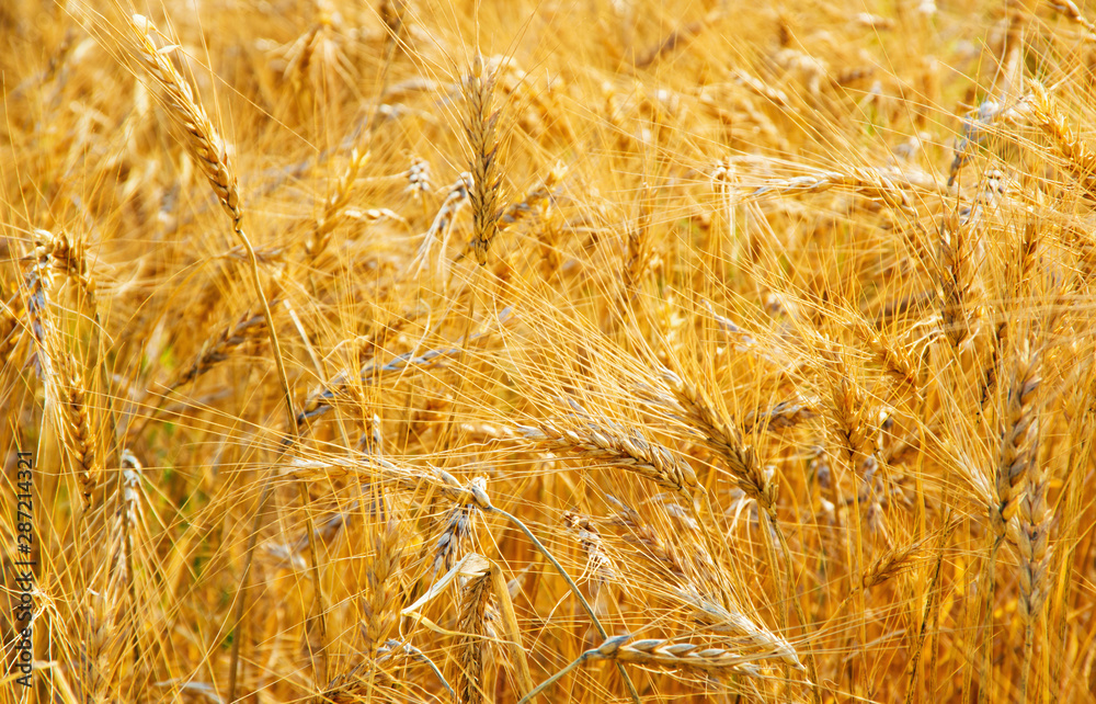 Fields of wheat at the end of summer fully ripe