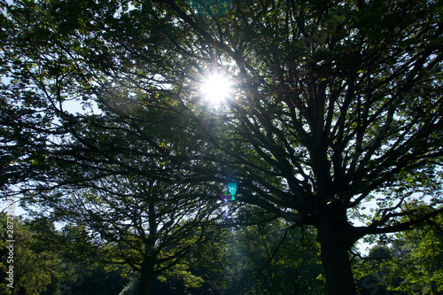 Sunlight through tree branches