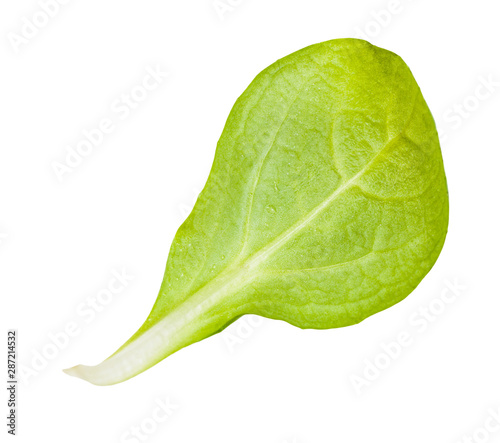 back side of leaf of corn salad (mache) isolated photo