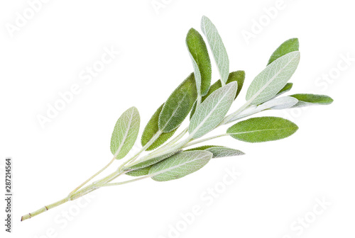 green twig of sage (salvia officinalis) isolated photo