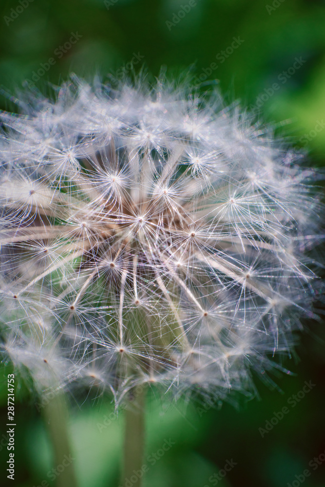 Fototapeta premium Pusteblume