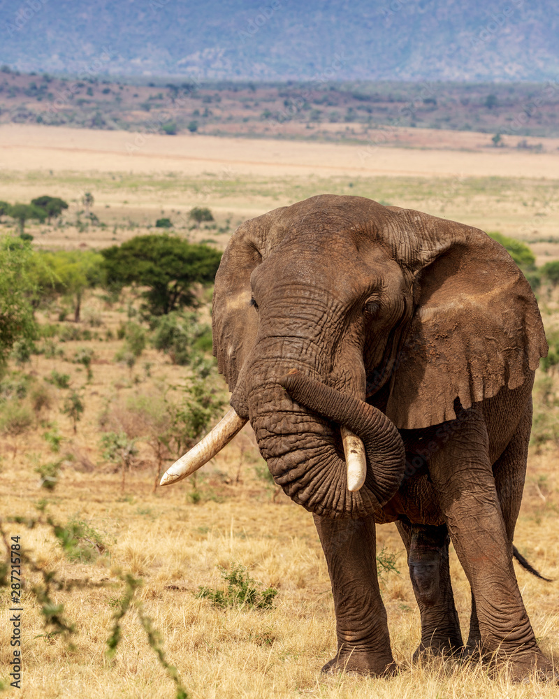 Fototapeta premium Elephants in Kidepo Valley National Park, Uganda, Africa