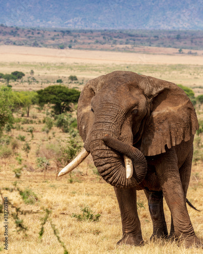 Elephants in Kidepo Valley National Park, Uganda, Africa