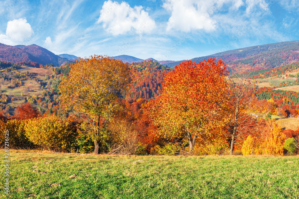 Fototapeta premium trees in fall foliage in mountainous countryside. beautiful autumn landscape in afternoon light. grassy meadow and sky with clouds.