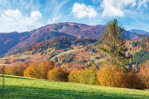 trees in fall foliage in mountainous countryside. beautiful autumn landscape in afternoon light. grassy meadow and sky with clouds.