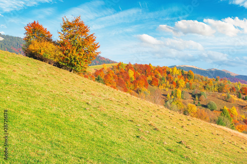 mountain countryside on a sunny autumn evening. beautiful rural landscape in afternoon light. trees on the grassy hills. sky with beautiful clouds above the distant ridge