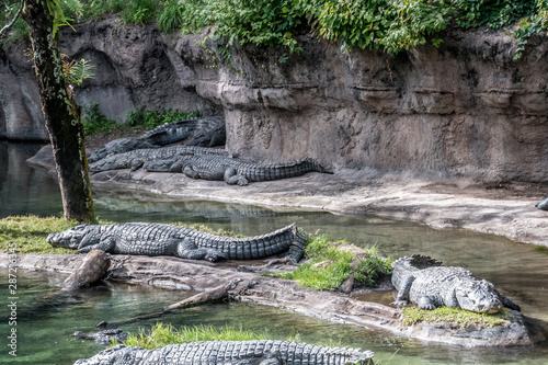 Florida exotic wildlife along the Coast  the Swamps and even at Animal Kingdom 