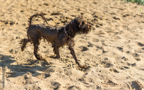 wet brown dog in the sand