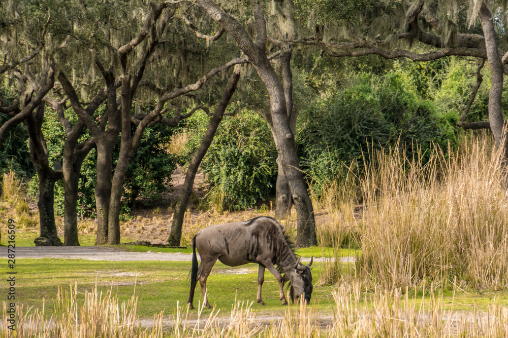 Fototapeta premium Florida exotic wildlife along the Coast, the Swamps and even at Animal Kingdom