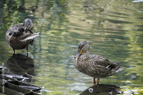 a couple of ducks standing near the shore in the water, one duck washes, the second looks at the lens. a few feathers lay on the rock, the reflection in the water.
