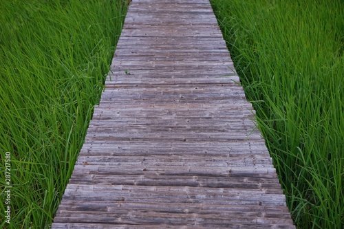 wooden path in the park