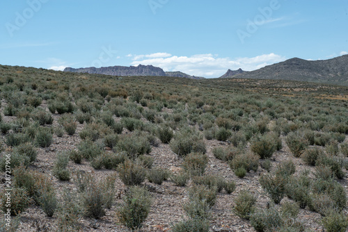 USA, Nevada, Lincoln County, Basin and Range National Monument. Blackbrush (Coleogyne ramosissima) redominanting an area following fire. Other than being half the height with burnt stumps inbetween, i photo