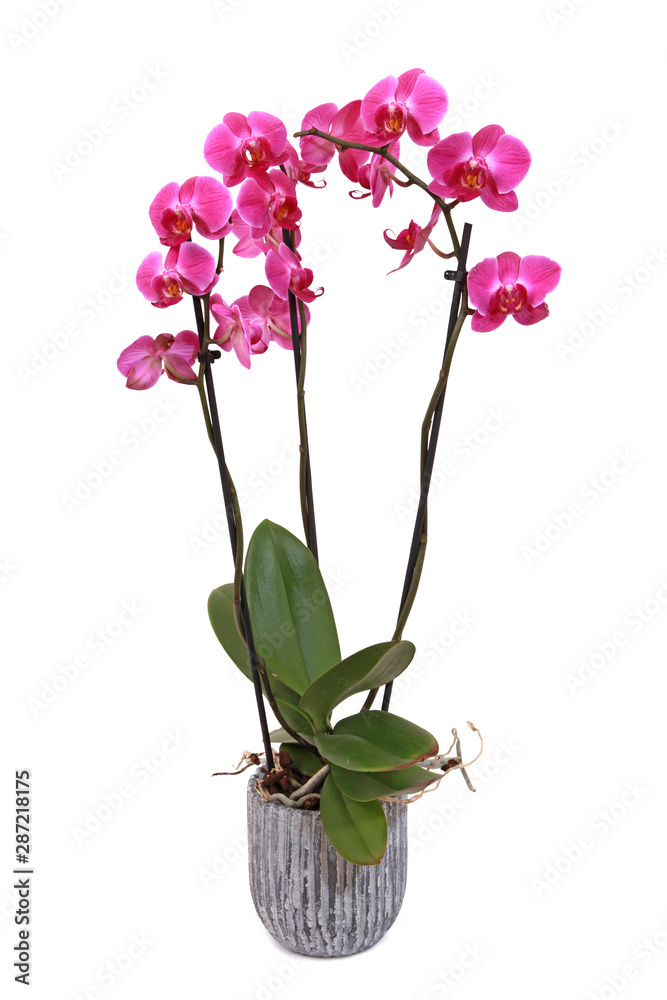 Orchidée Phalaenopsis 2 tiges Stock Photo | Adobe Stock