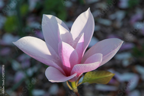 Magnolia soulangeana