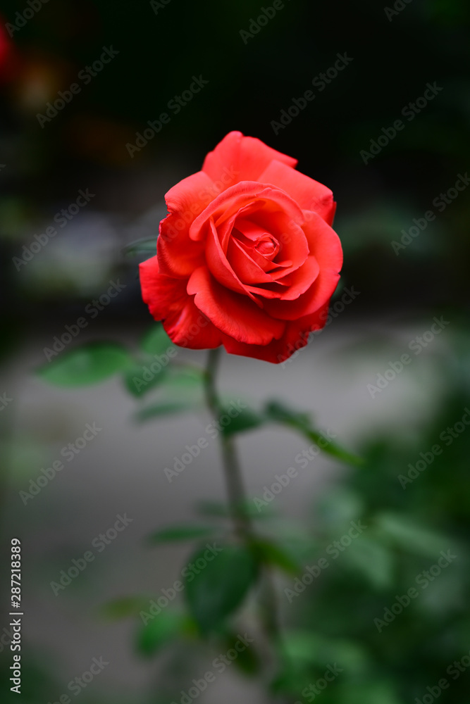 Vibrant coral rose blooming in the garden Vibrant coral rose blooming in the garden