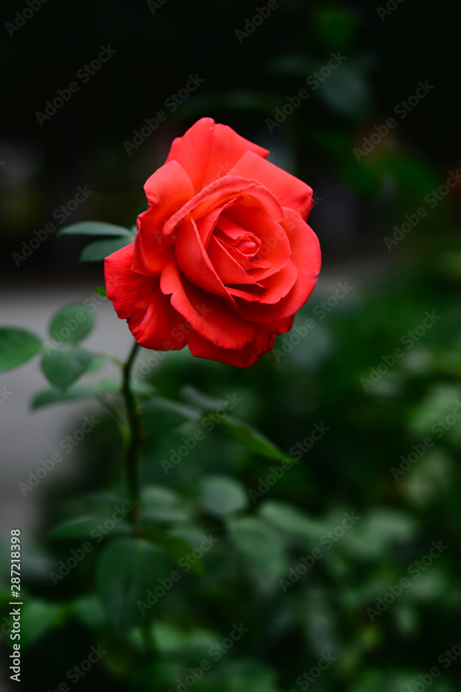 Vibrant coral rose blooming in the garden Vibrant coral rose blooming in the garden