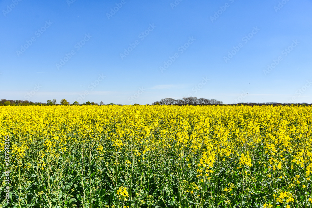 Raps Feld unter baluen Himmel im Frühling Raps Feld unter baluen Himmel im Frühling