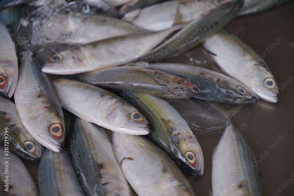 Obraz premium fresh fish on ice