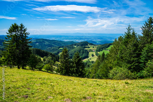 Murais de parede Germany, Endless wide view over black forest nature landscape tree tops of conif