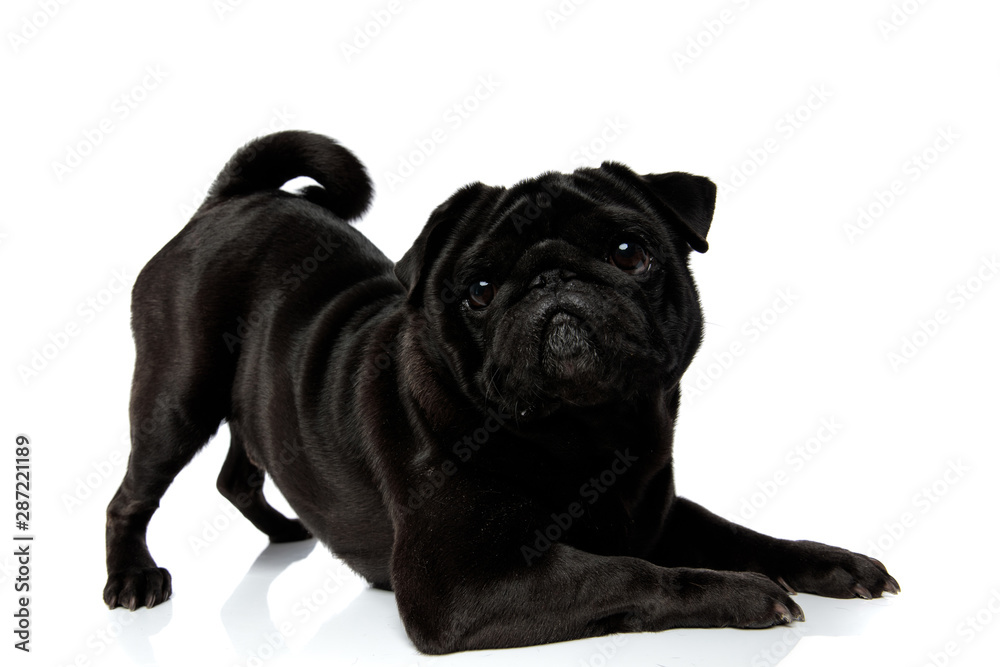 Playful black pug staring to the camera