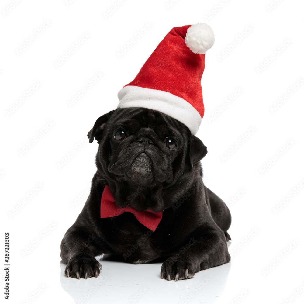 Lovely pug wearing a red bowtie and lying down