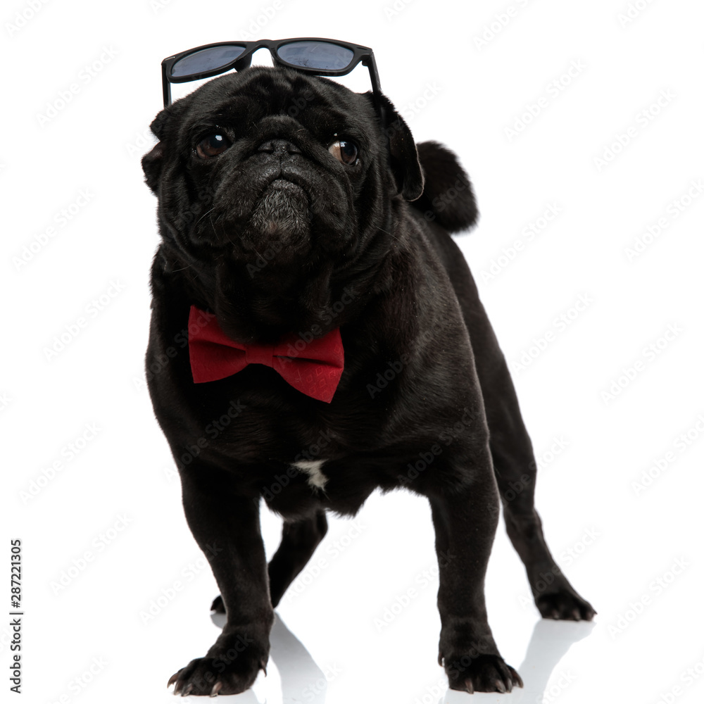 Concerned pug looking to the side Concerned pug looking to the side