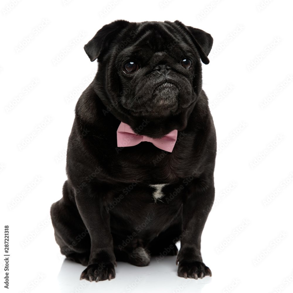 Curious pug looking away with its mouth closed Curious pug looking away with its mouth closed