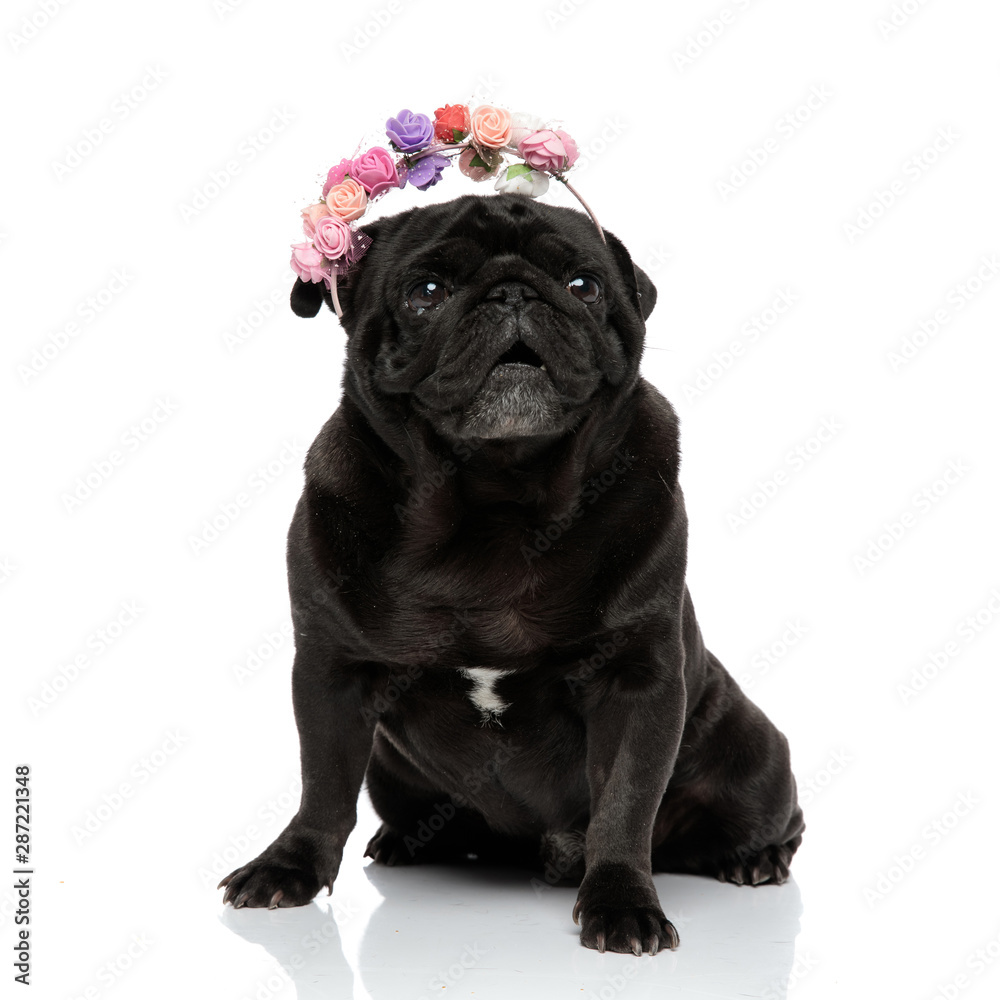 Cute pug looking forward with its mouth opened Cute pug looking forward with its mouth opened