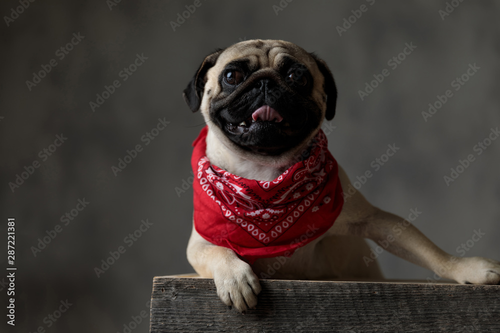 happy pug wearing a bandana and resting on a wooden box