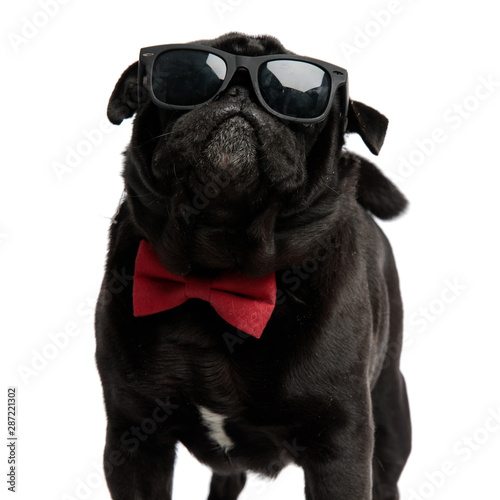 Cool pug bravely looking forward © Viorel Sima