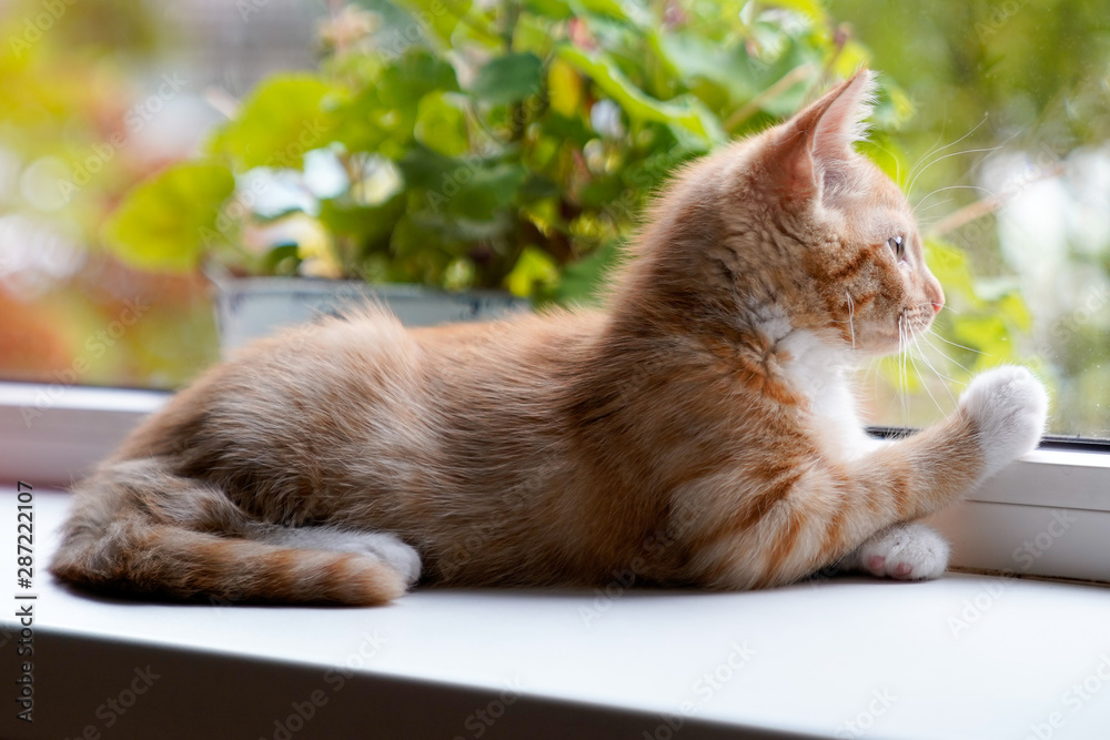 Red haired pussy on the windowsill