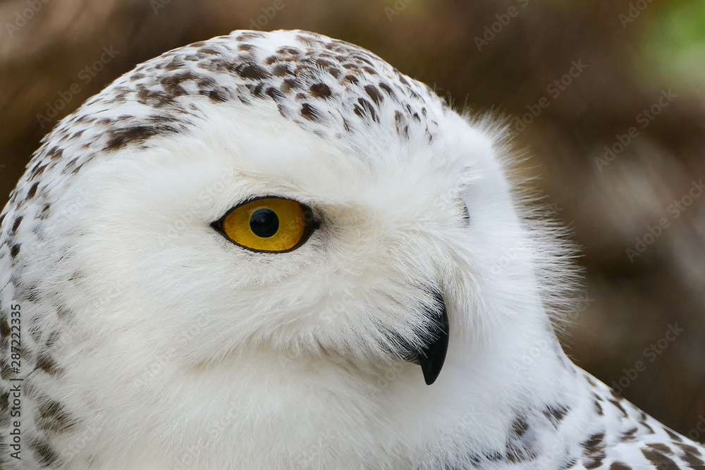 Naklejka premium Vögel in der Natur
