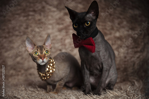 cats with bowtie,chain sitting bent and looking away