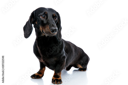 Fototapeta Naklejka Na Ścianę i Meble -  Teckel puppy dog with black fur happily looking away