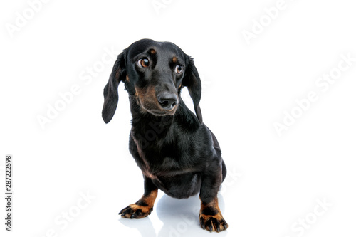 Fototapeta Naklejka Na Ścianę i Meble -  Teckel puppy dog with black fur looking away mystified