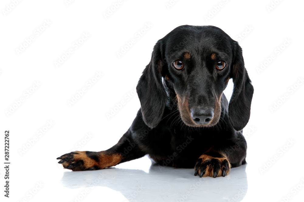 Fototapeta premium Teckel dog looking at camera pensively