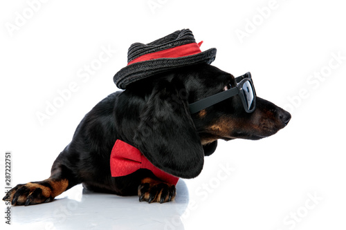 lying down Teckel dog with sunglasses,bowtie,hat looking away photo