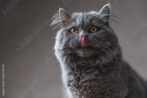  British Longhair cat with gray fur licking his nose