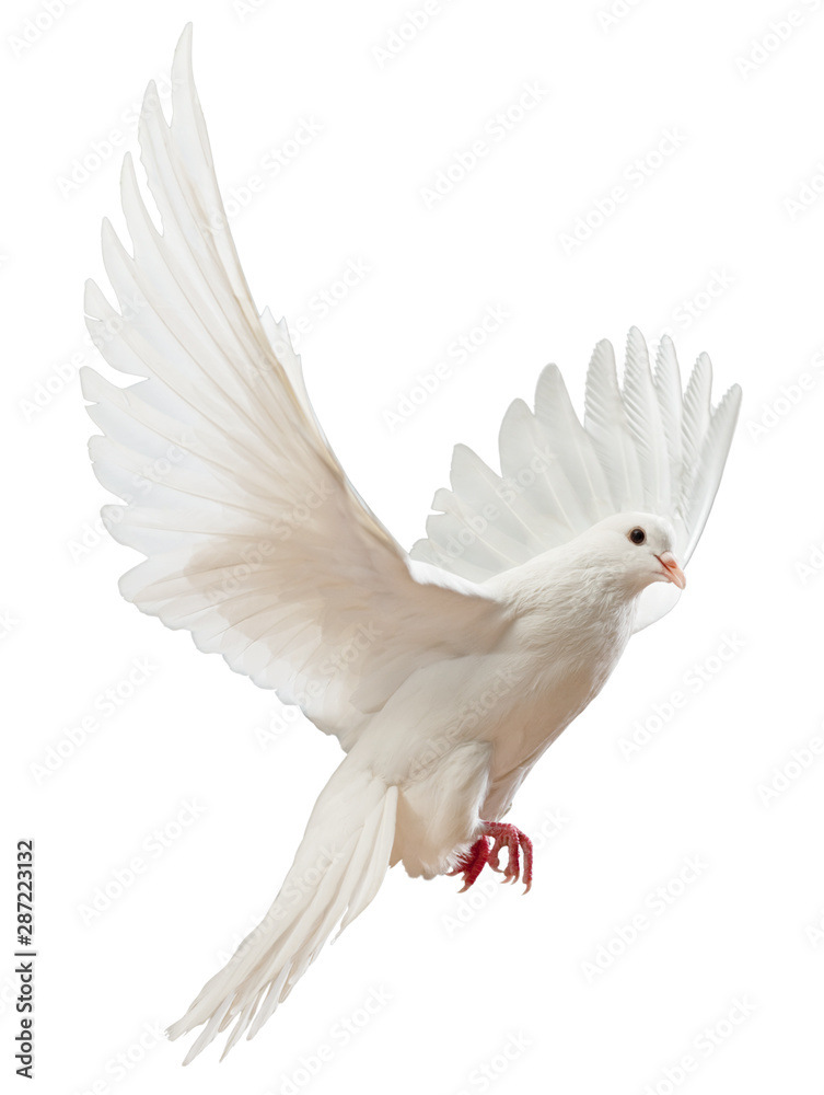 Obraz premium free flying white dove isolated on a white background