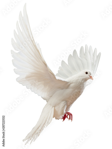 free flying white dove isolated on a white background