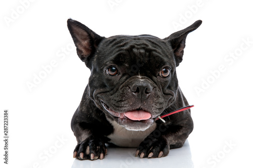 French bulldog laying down sticking out tongue © Viorel Sima