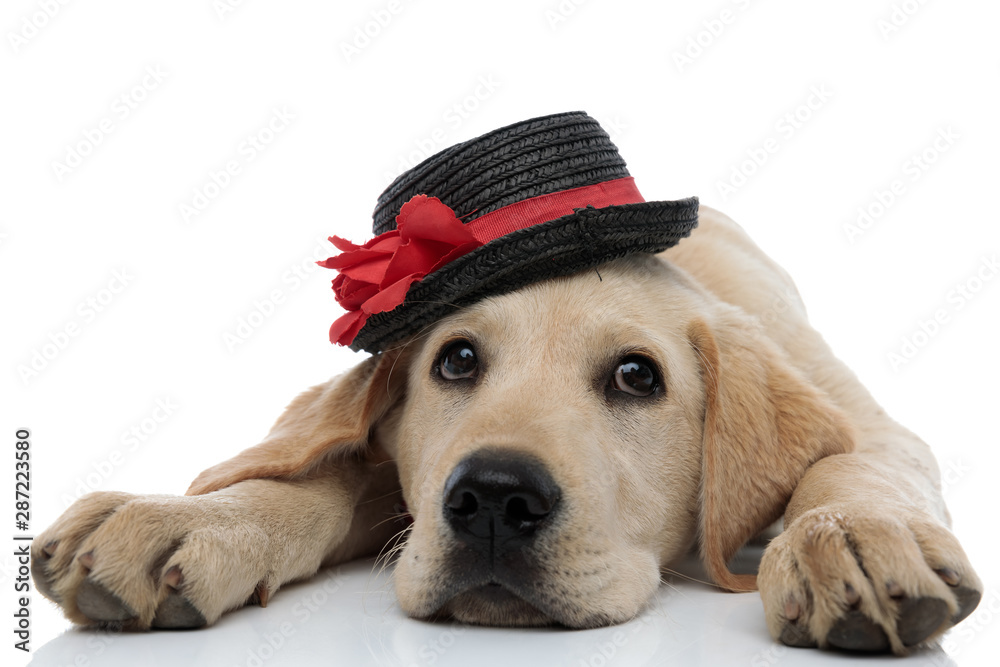 tired labrador retriever puppy wearing a black and red hat - obrazy, fototapety, plakaty 