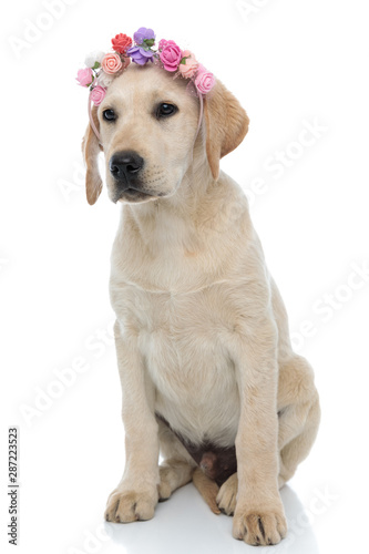 Fototapeta Naklejka Na Ścianę i Meble -  cute labrador retriever sitting and wearing flowers headband