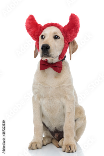 seated labrador retriever puppy looks away while wearing devil costume