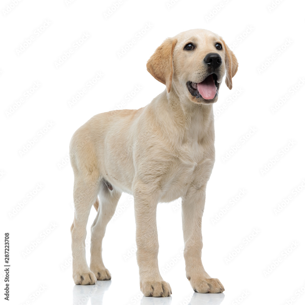 full body picture of a happy  labrador retriever puppy standing