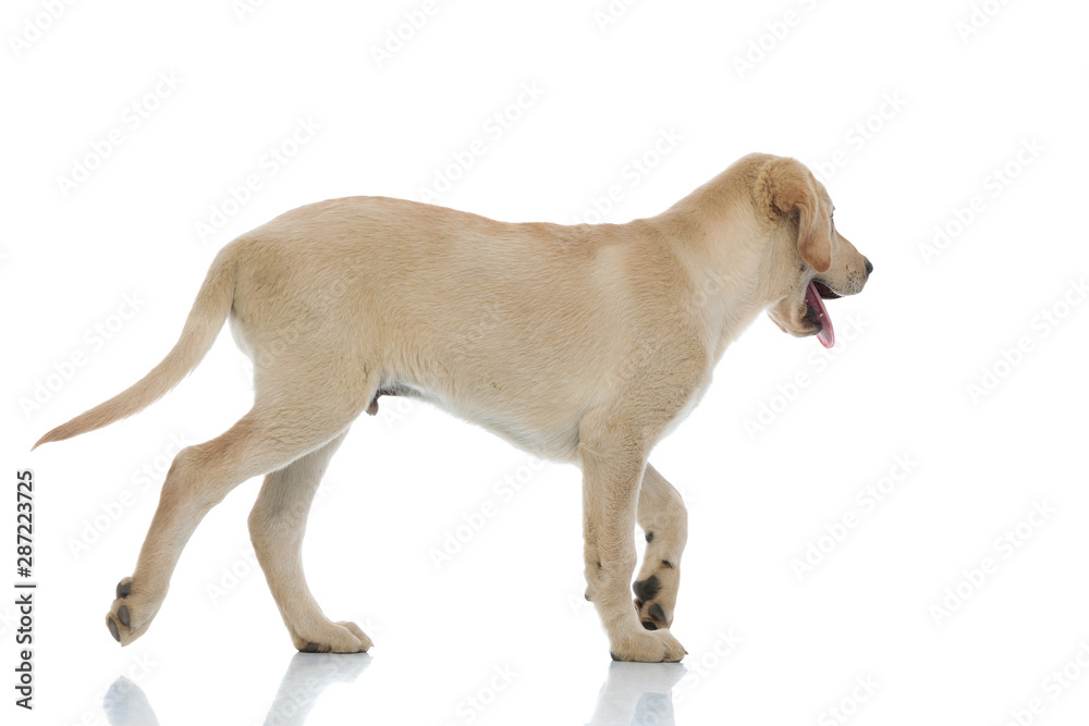 side view of a happy labrador retriever puppy dog walking side view of a happy labrador retriever puppy dog walking
