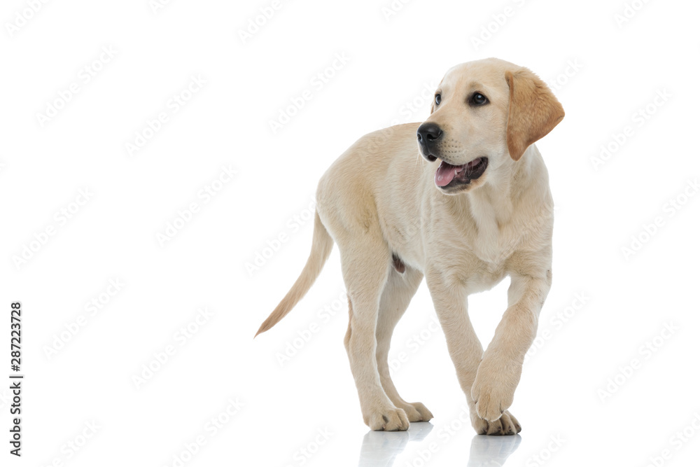 adorable labrador retriever puppy walking and panting adorable labrador retriever puppy walking and panting