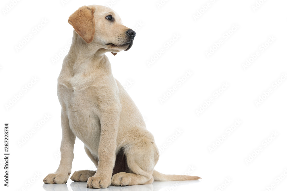 full body picture of a labrador retriever puppy looking away - obrazy, fototapety, plakaty 