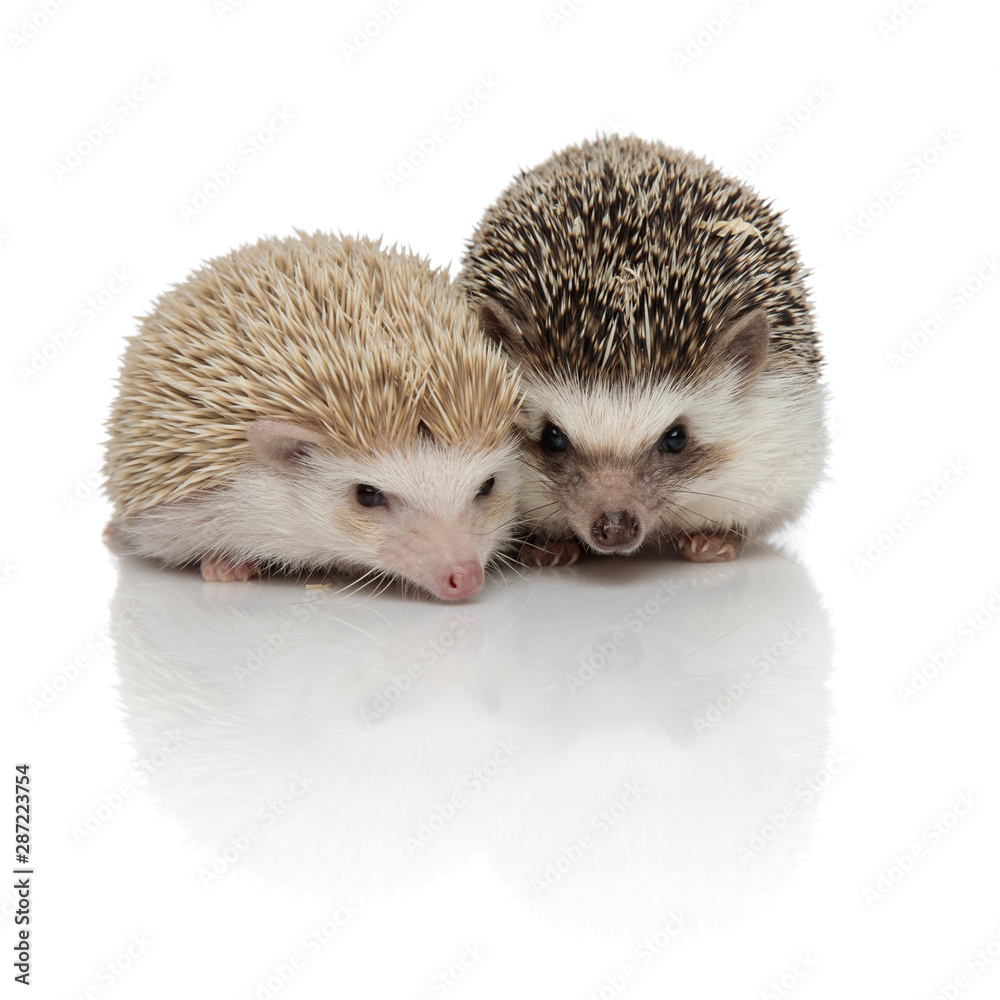Obraz premium couple of two adorable hedgehogs standing side by side